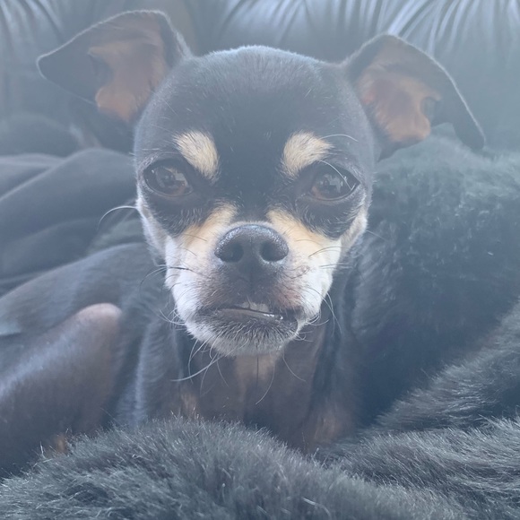 Meet your Posher, Eve - Picture 1 of 1